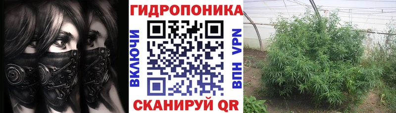 Канабис сатива Шлиссельбург